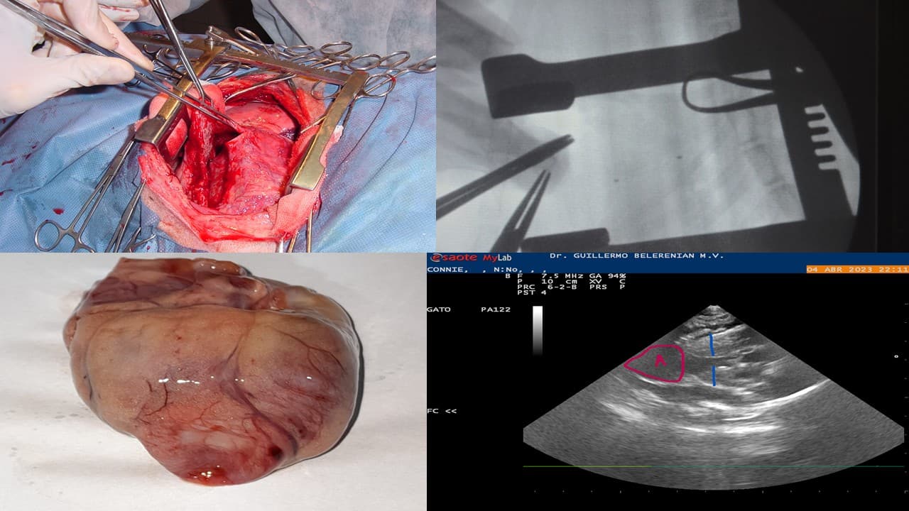Cardiología Clínica Avanzada